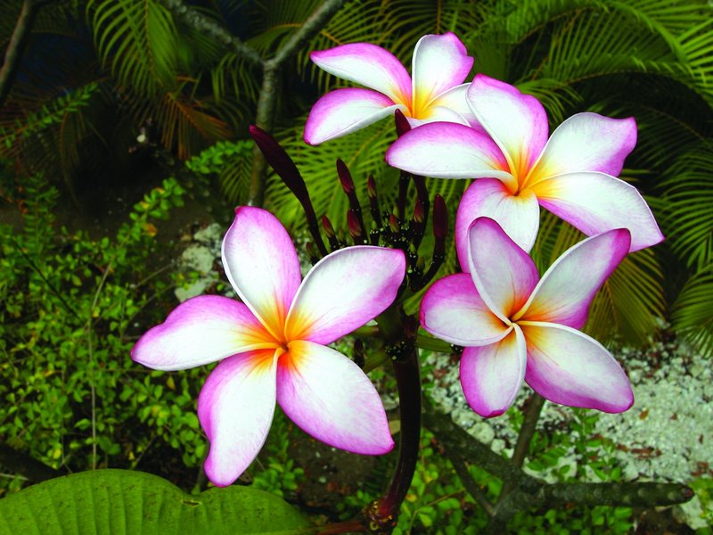 tropical flowers - BVI NEWBIE